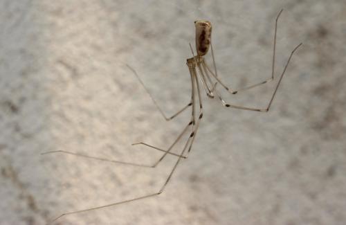 Réf. 206 541 : Pholcus phalangioides
